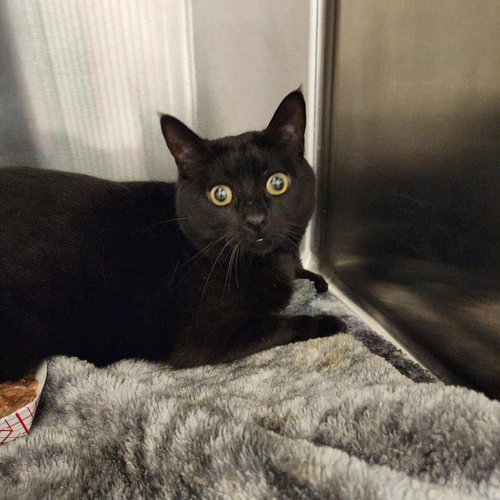 Luna*, an adoptable Domestic Short Hair in Cody, WY, 82414 | Photo Image 2