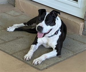 BREYER (DAISY), Adult Female Pit Bull Terrier