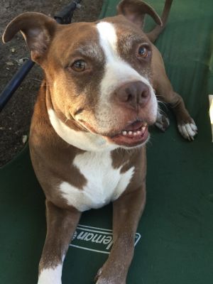 BUNNY, Adult Female Boxer