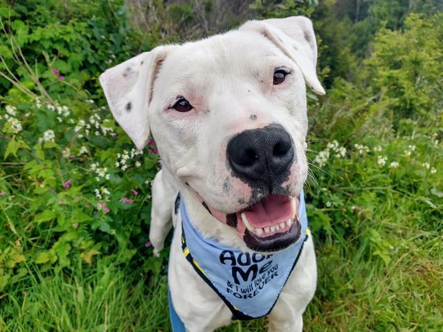 DEAN, an adoptable Dogo Argentino, Mixed Breed in McKinleyville, CA, 95519 | Photo Image 1