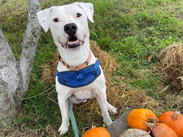 DEAN, an adoptable Dogo Argentino, Mixed Breed in McKinleyville, CA, 95519 | Photo Image 1