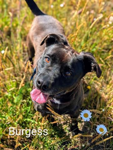 BURGESS, an adoptable Pit Bull Terrier, Mixed Breed in McKinleyville, CA, 95519 | Photo Image 1