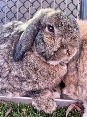 TOMATO French Lop Rabbit