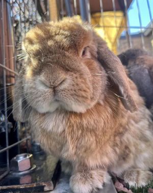 BROOK French Lop Rabbit