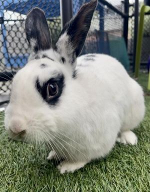 HAPPY Bunny Rabbit Rabbit