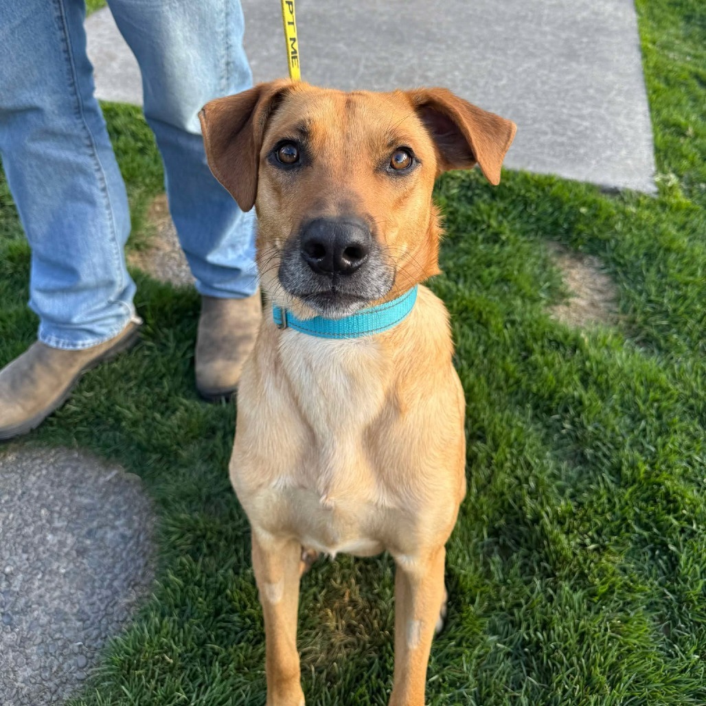Coffee, an adoptable Labrador Retriever, Mixed Breed in Bend, OR, 97702 | Photo Image 1