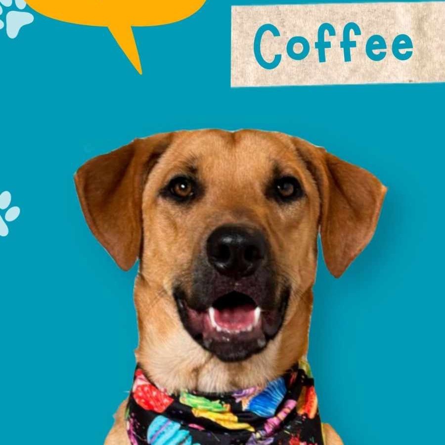 Coffee, an adoptable Labrador Retriever, Mixed Breed in Bend, OR, 97702 | Photo Image 2