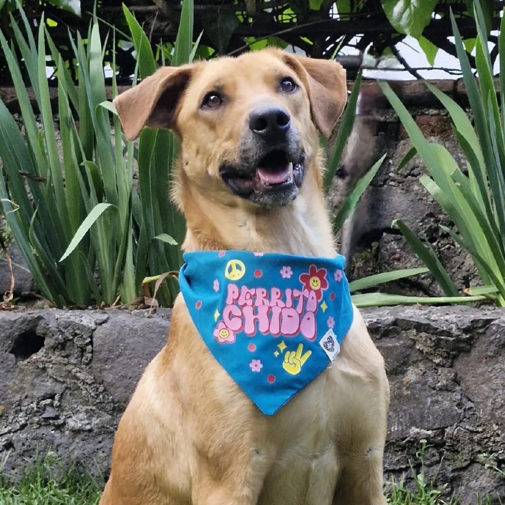 Coffee, an adoptable Labrador Retriever, Mixed Breed in Bend, OR, 97702 | Photo Image 3