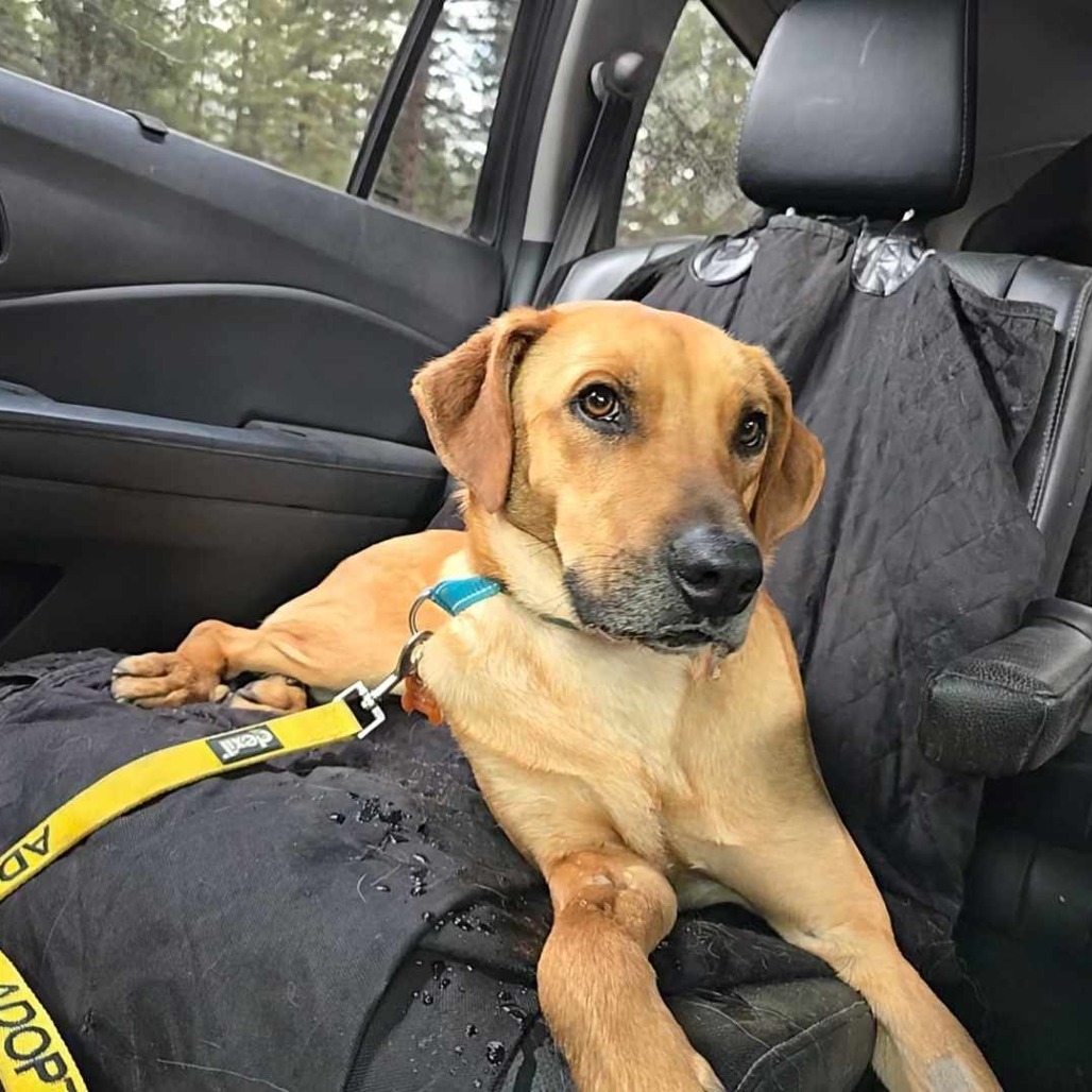 Coffee, an adoptable Labrador Retriever, Mixed Breed in Bend, OR, 97702 | Photo Image 4