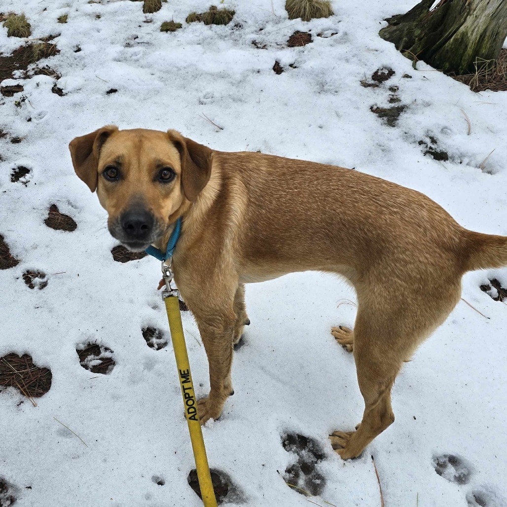 Coffee, an adoptable Labrador Retriever, Mixed Breed in Bend, OR, 97702 | Photo Image 6