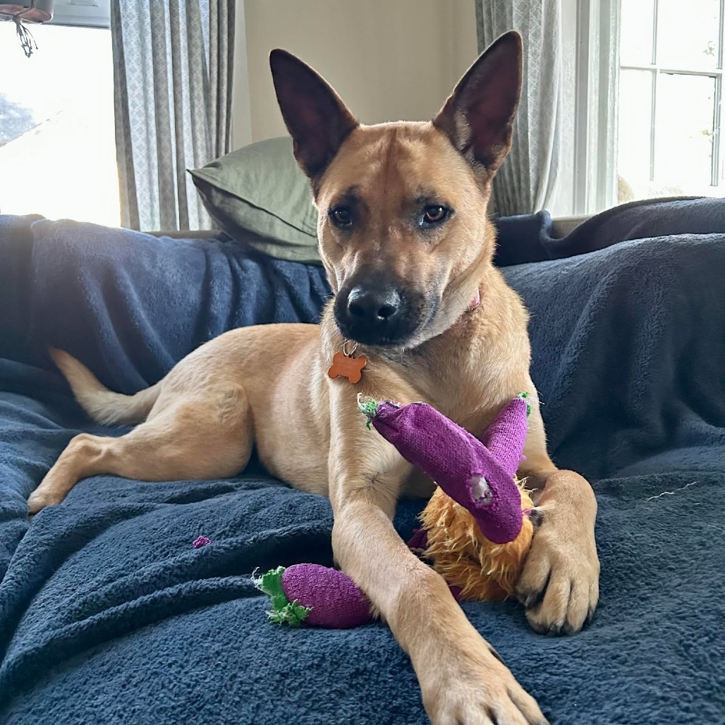Emilia, an adoptable Shepherd, Mixed Breed in Bend, OR, 97702 | Photo Image 1