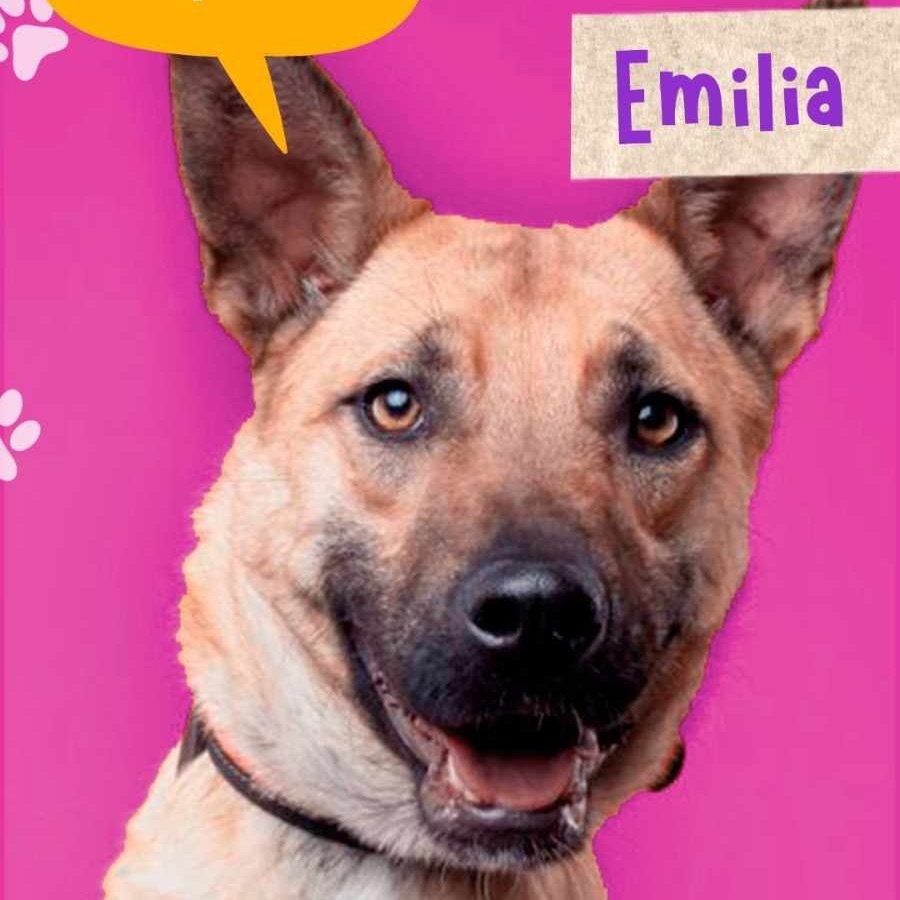 Emilia, an adoptable Shepherd, Mixed Breed in Bend, OR, 97702 | Photo Image 2