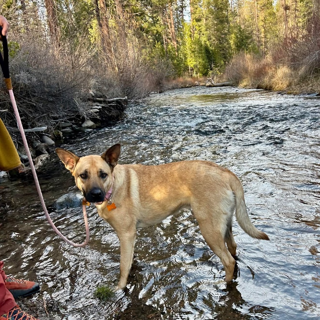 Emilia, an adoptable Shepherd, Mixed Breed in Bend, OR, 97702 | Photo Image 3