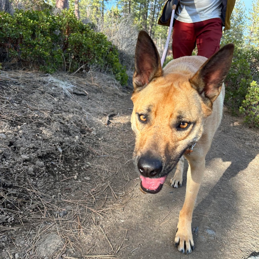 Emilia, an adoptable Shepherd, Mixed Breed in Bend, OR, 97702 | Photo Image 6