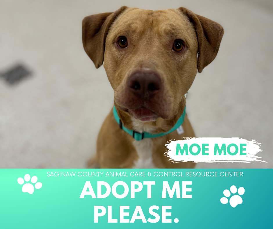 MOE MOE, an adoptable Labrador Retriever, Mixed Breed in Saginaw, MI, 48602 | Photo Image 1
