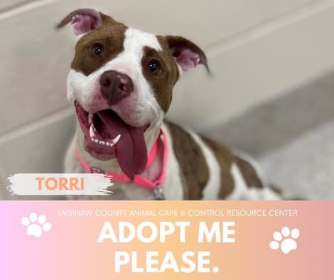 TORRI, an adoptable Pit Bull Terrier in Saginaw, MI, 48602 | Photo Image 1