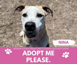 NINA, Adult Female Pit Bull Terrier