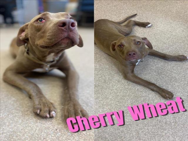 CHERRY WHEAT, an adoptable Pit Bull Terrier, Mixed Breed in Saginaw, MI, 48602 | Photo Image 1