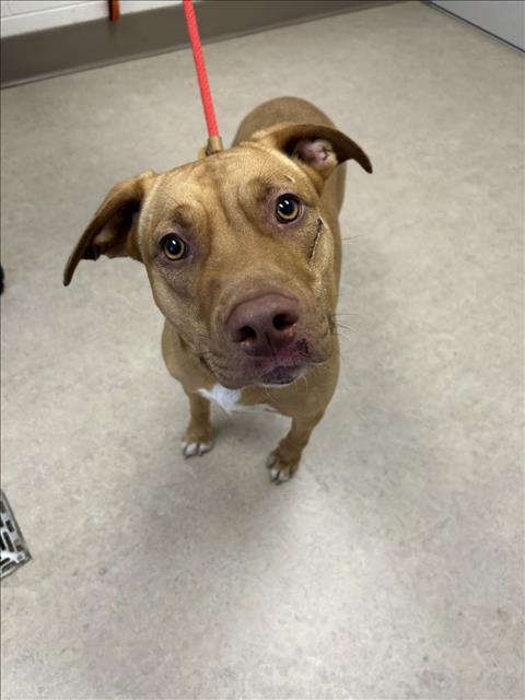 CANDICE, an adoptable Pit Bull Terrier, Mixed Breed in Saginaw, MI, 48602 | Photo Image 1