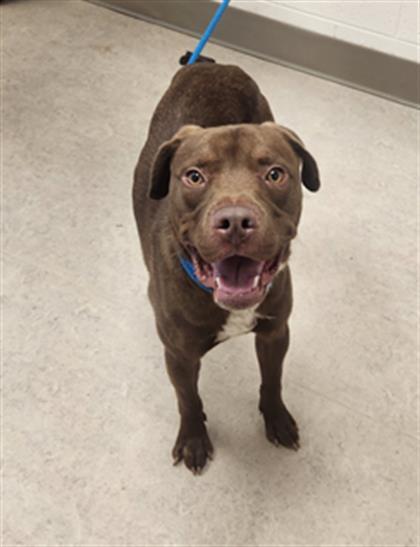 MIKE, an adoptable Labrador Retriever, Pit Bull Terrier in Saginaw, MI, 48602 | Photo Image 1