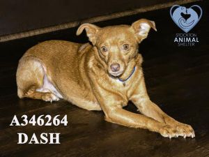 DASH, Adult Male Chihuahua