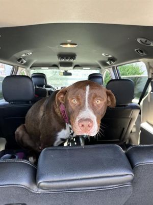 BROWNIE, Young Male Labrador Retriever