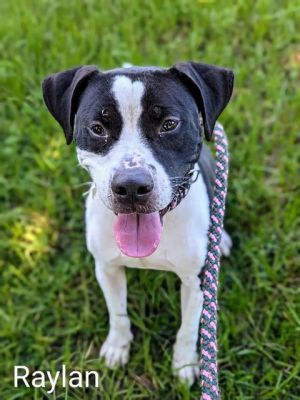 RAYLAN, Adult Male unknown