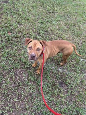 ROGER, Adult Male Mixed Breed