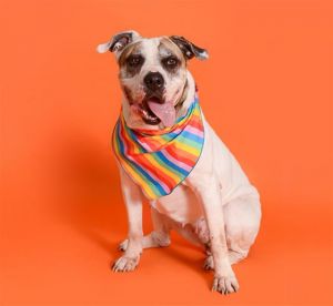 Remy is the sweetest senior girl whos ready to enjoy some TLC and the easy life a senior dog deserv