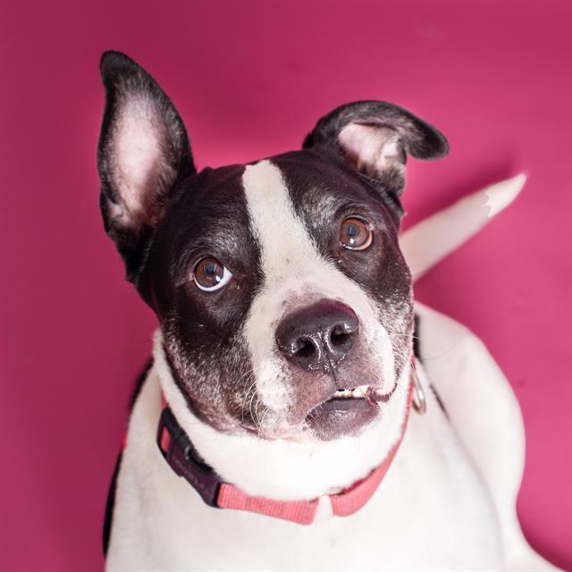 ROXY 1