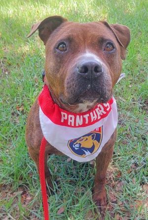 DUCKY, Adult Female American Staffordshire Terrier