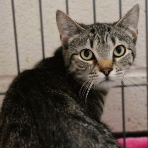 Fajita, Young Female unknown