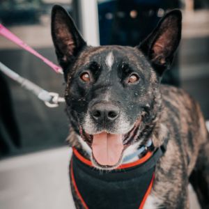 Luke, Adult Male German Shepherd Dog