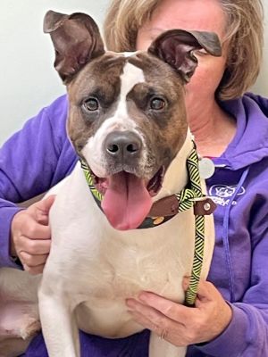 Jet, Adult Male unknown