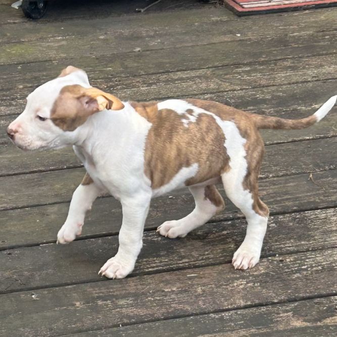 Thalia (Puppy)