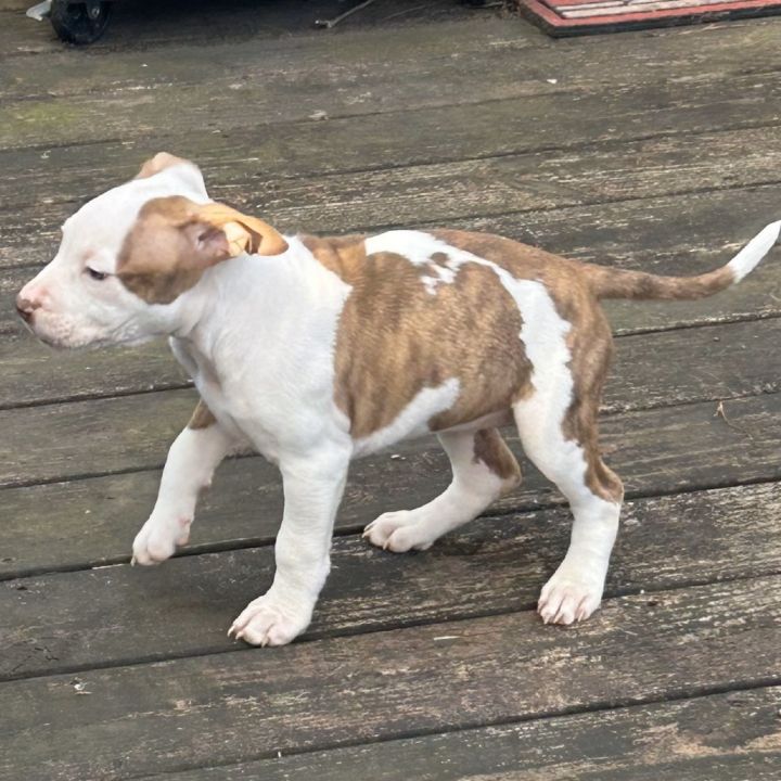 Thalia (Puppy) 1
