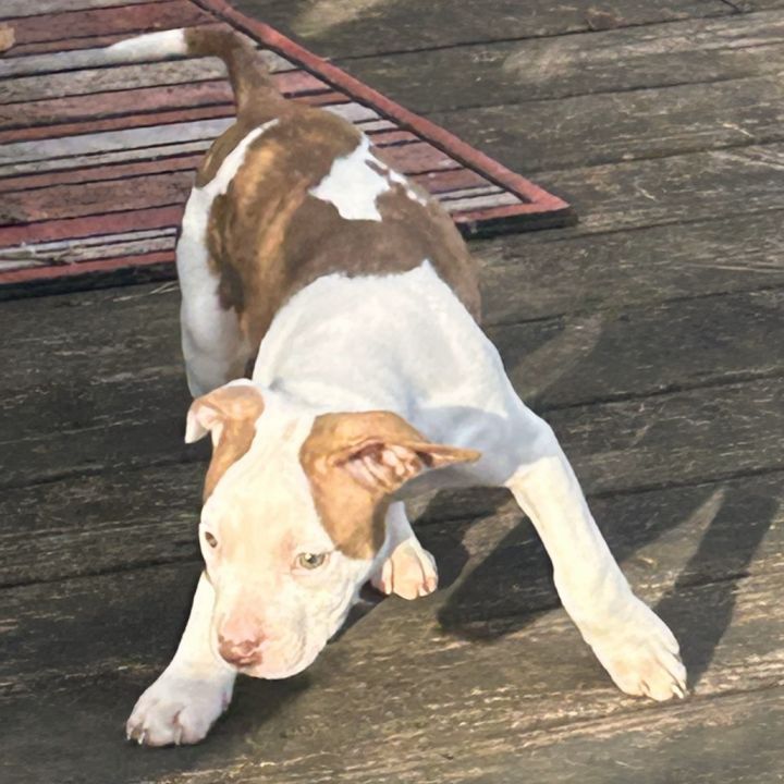 Thalia (Puppy) 3
