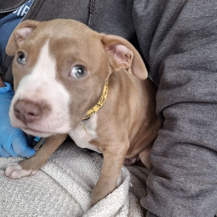 Hermes (Puppy) 2