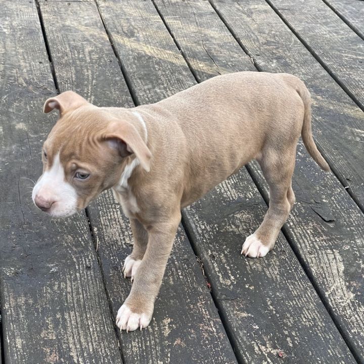 Hermes (Puppy) 3