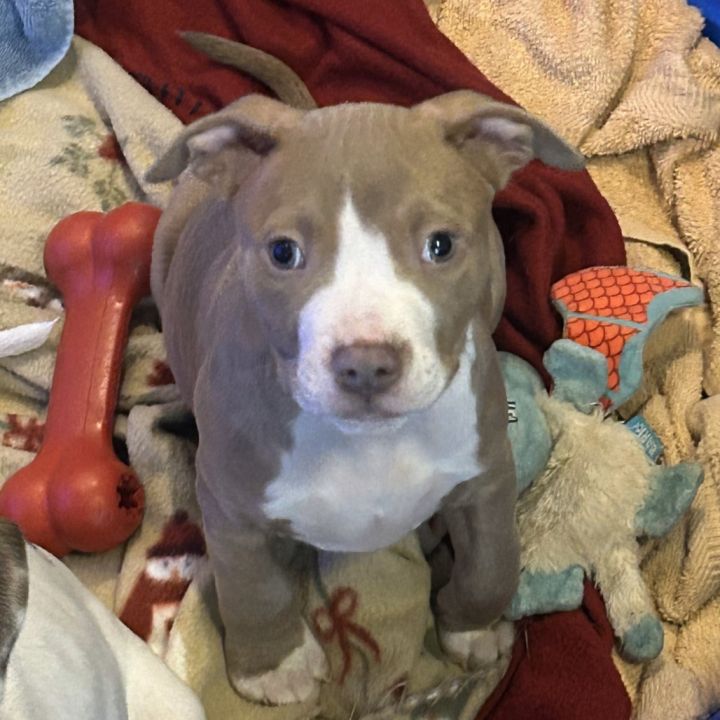 Hermes (Puppy) 4