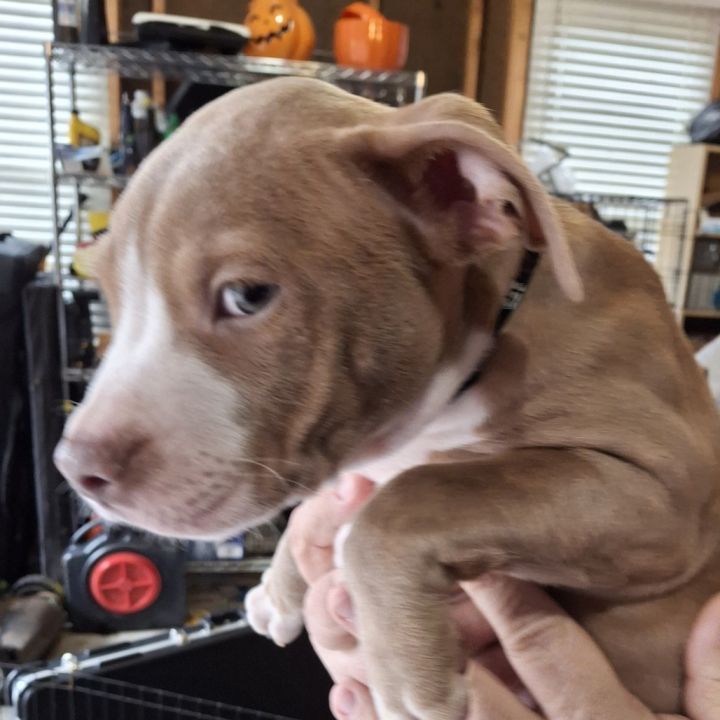 Hermes (Puppy) 5