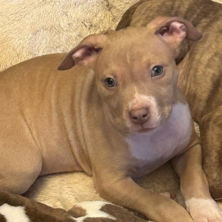 Athena (Puppy) 1