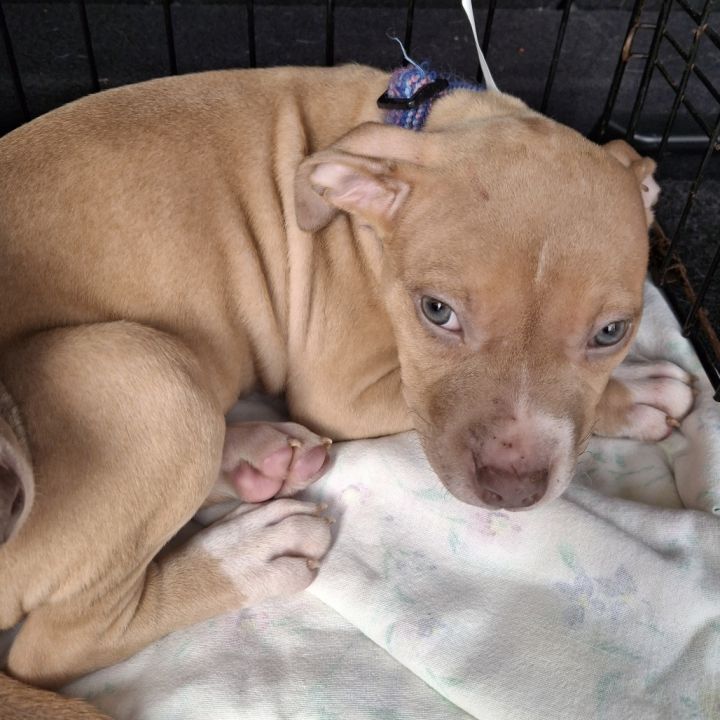Athena (Puppy) 2