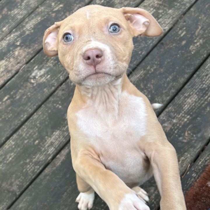 Athena (Puppy) 3