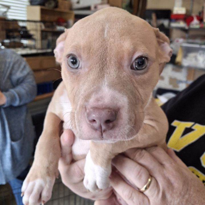 Athena (Puppy) 4