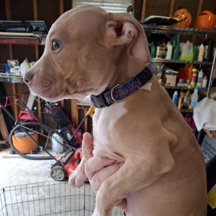 Athena (Puppy) 5