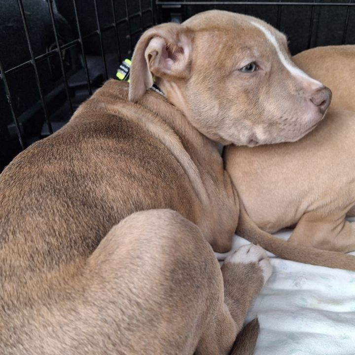 Achilles "Ace" (Puppy) 1