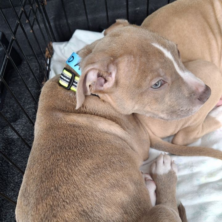Achilles "Ace" (Puppy) 2