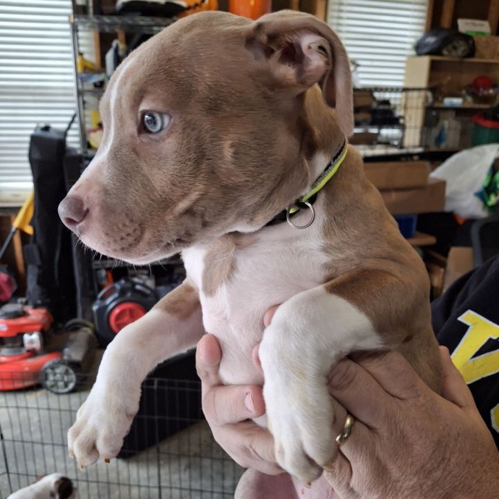 Achilles "Ace" (Puppy) 4