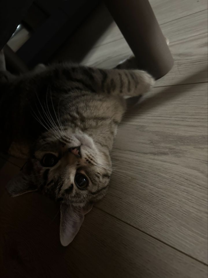 Stella K. 3